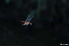 昆虫シリーズ