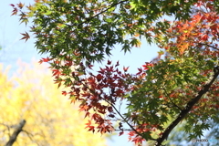 高幡山明王院金剛寺