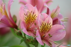 街の花