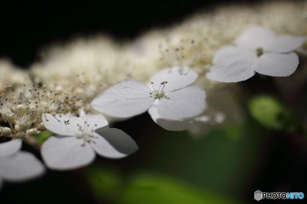 街の花