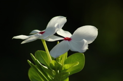 街の花