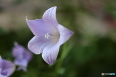 園の花