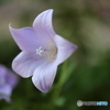 園の花