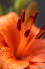 街の花