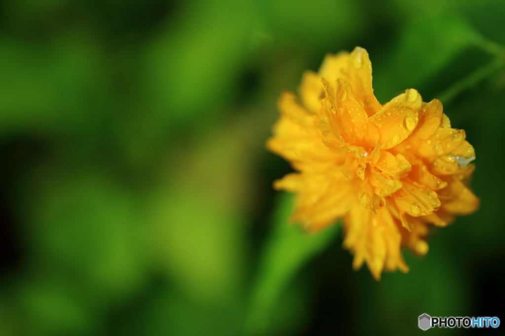 街の花