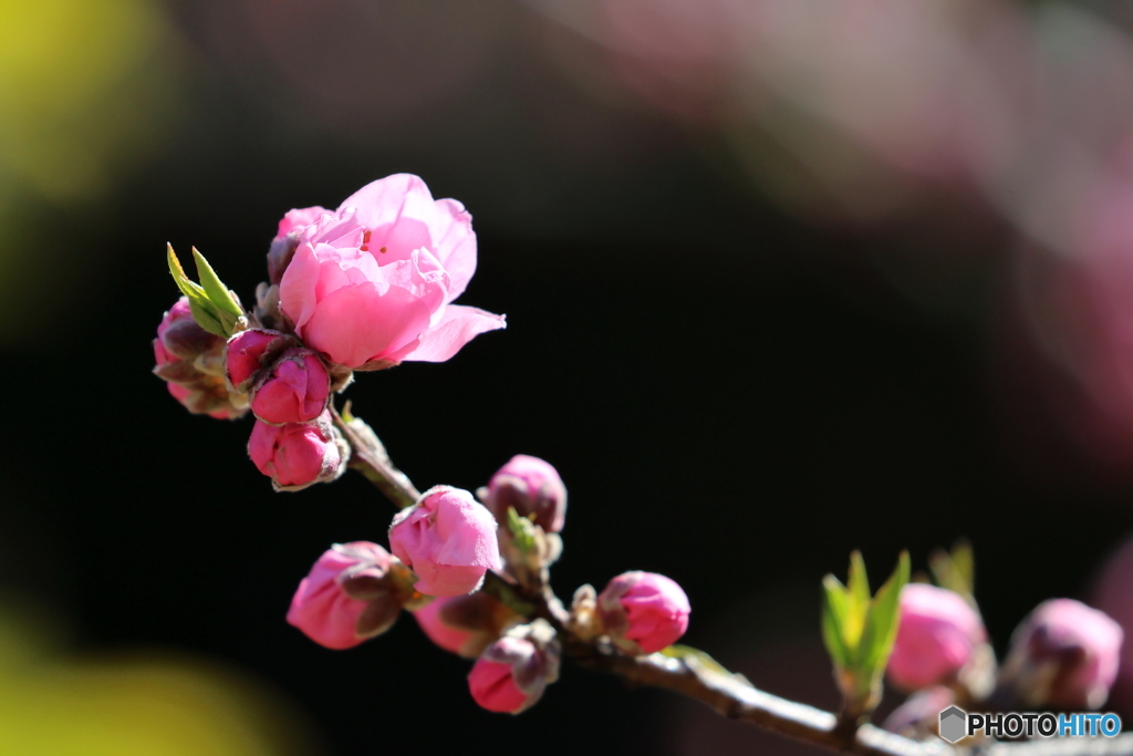 園の花