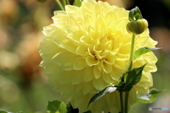 街の花