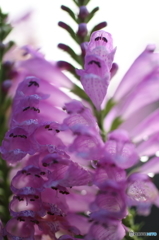 街の花