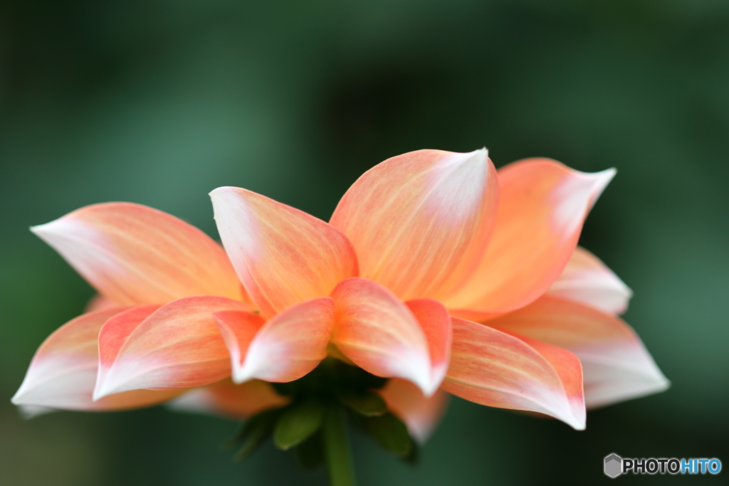 園の花