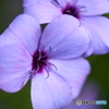 街の花