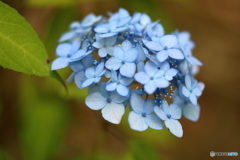 街の花