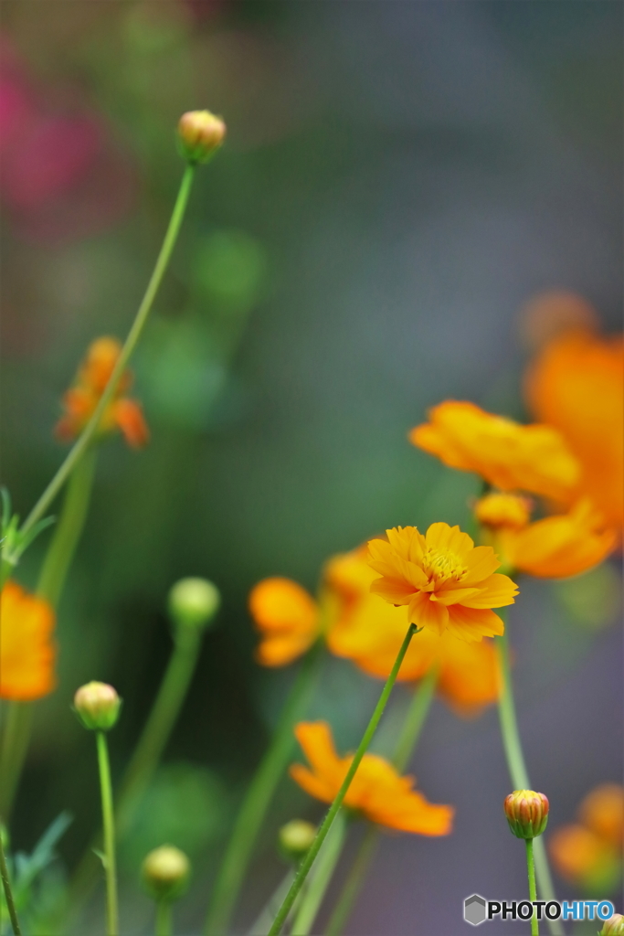 街の花