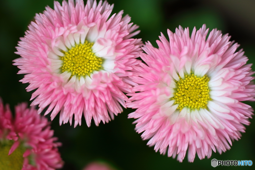 街の花