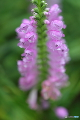 街の花