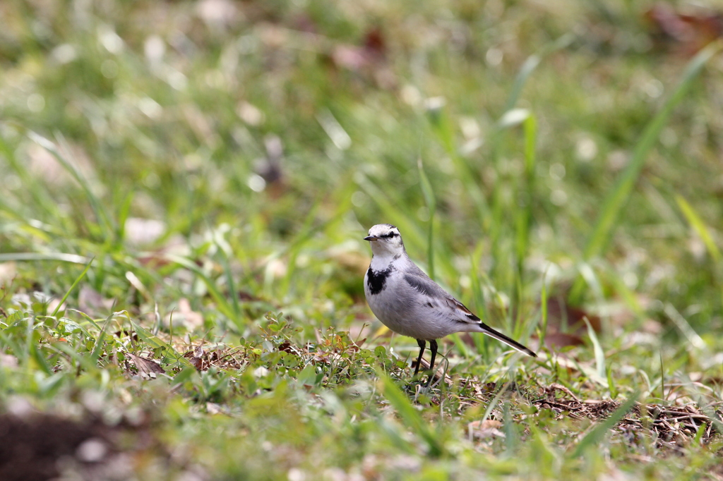 野鳥（野川公園）