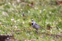 野鳥（野川公園）