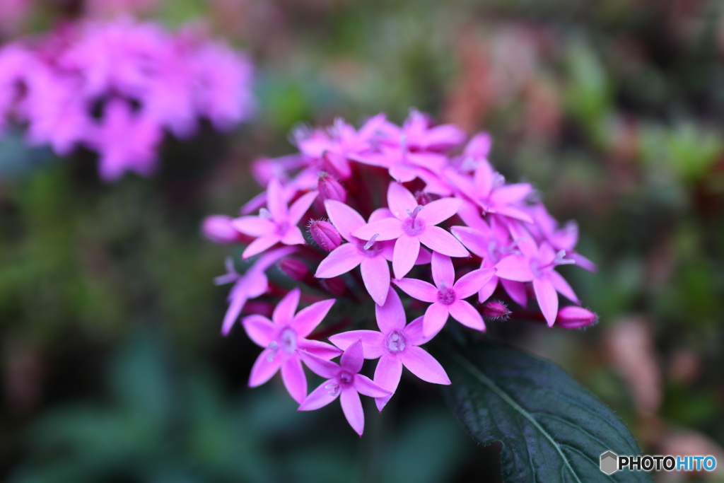 街の花