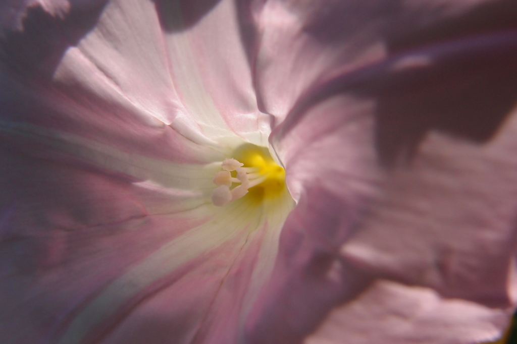 遊歩道の花