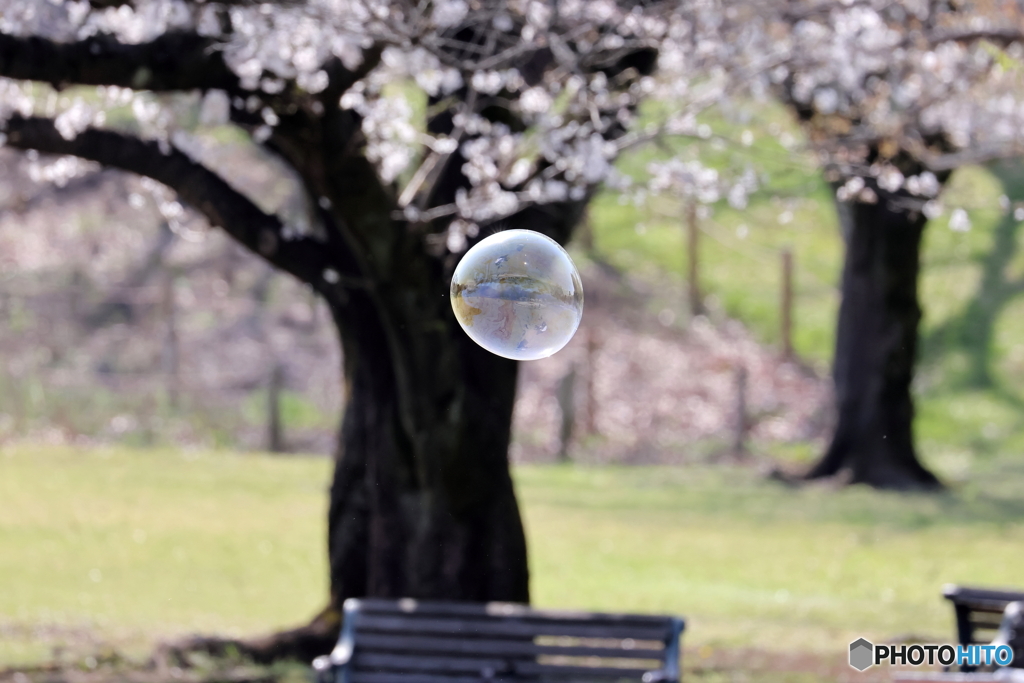 桜