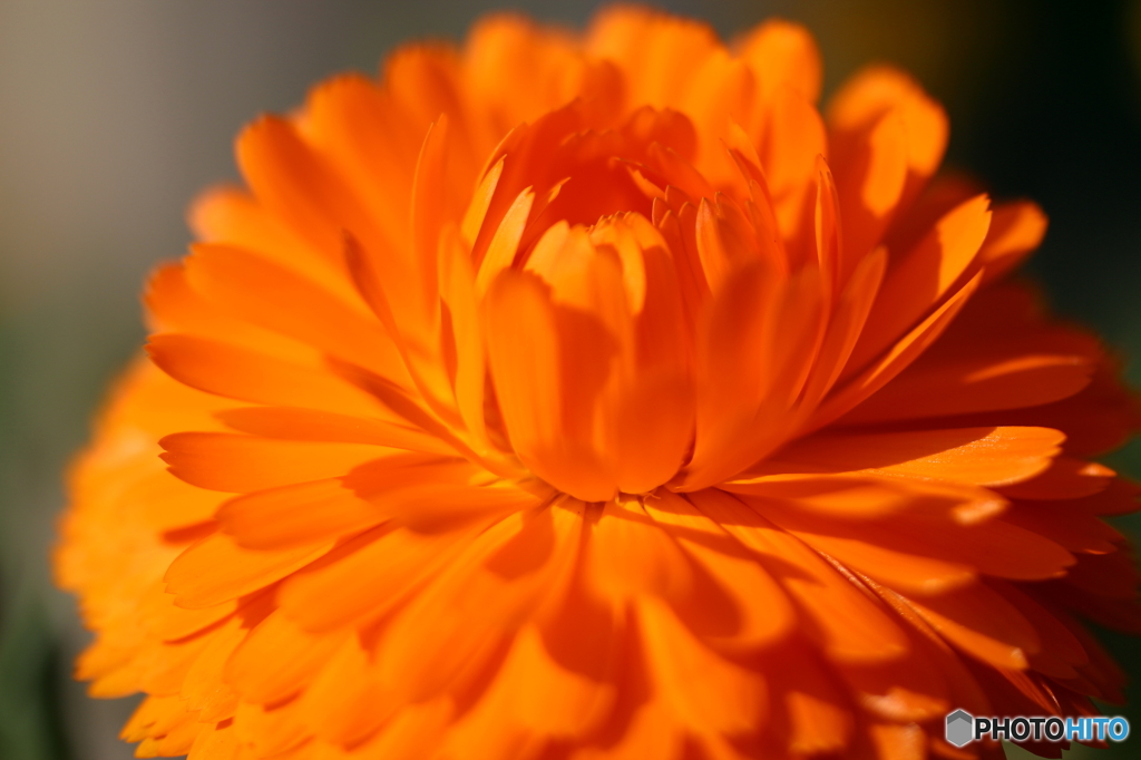 街の花