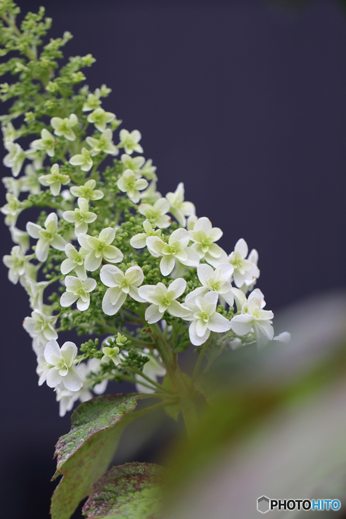 街の花