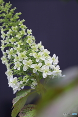 街の花