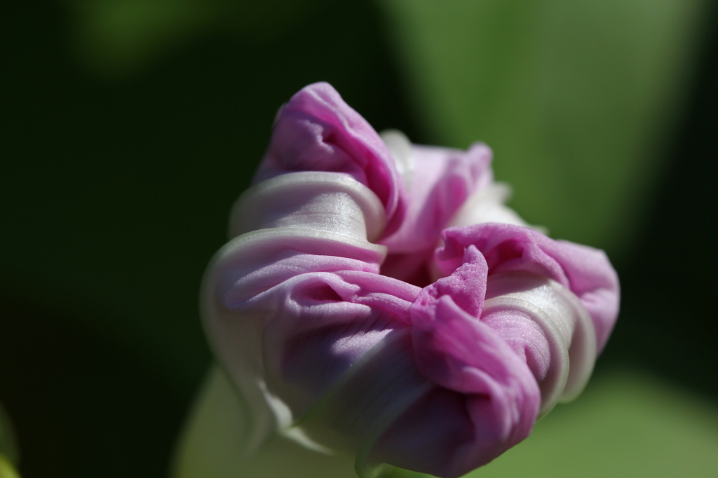 街の花