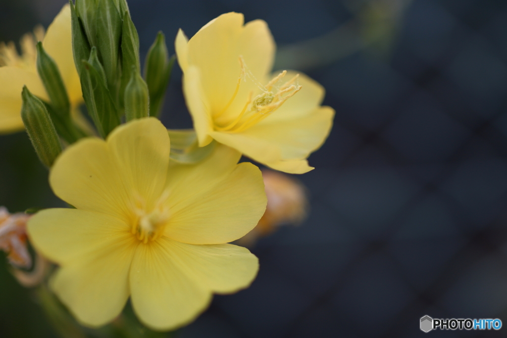街の花