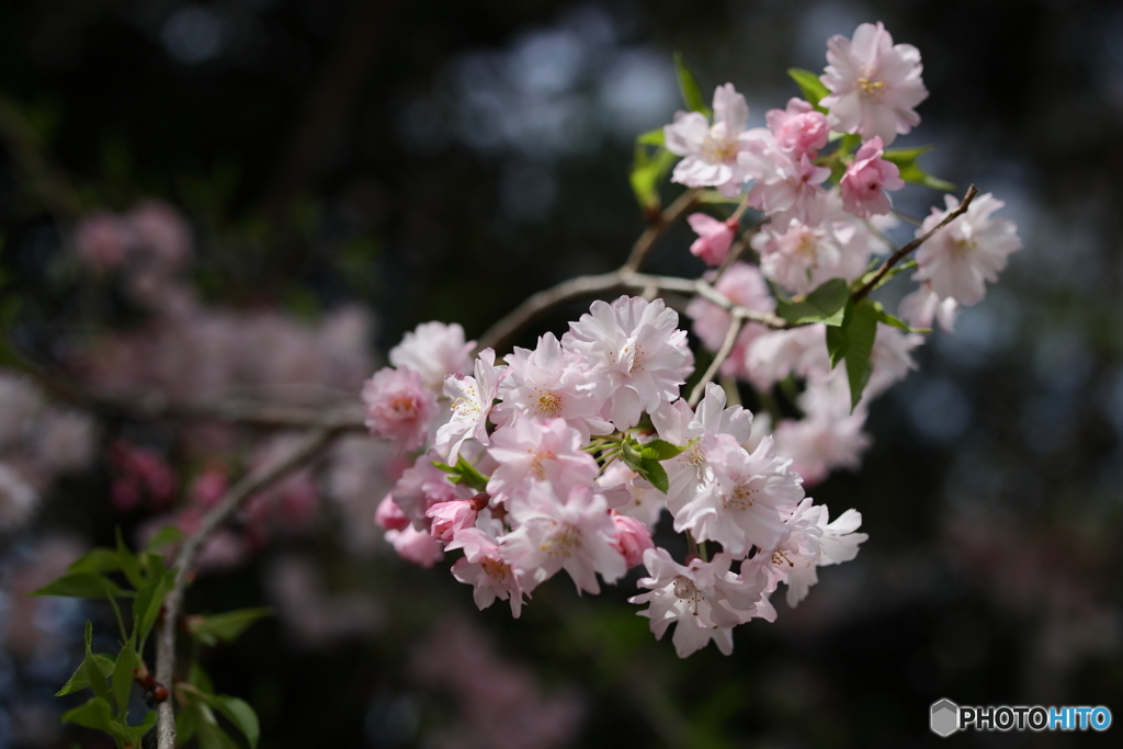 お花見