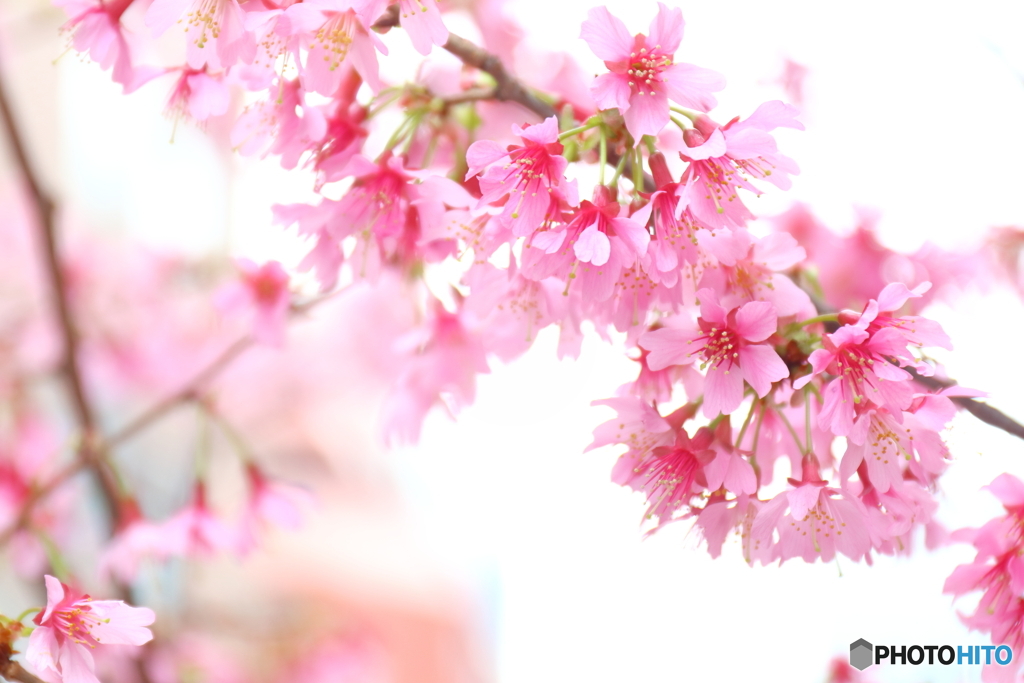 街の花