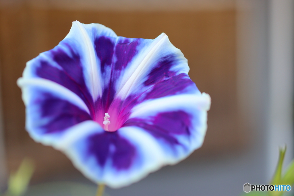 街の花