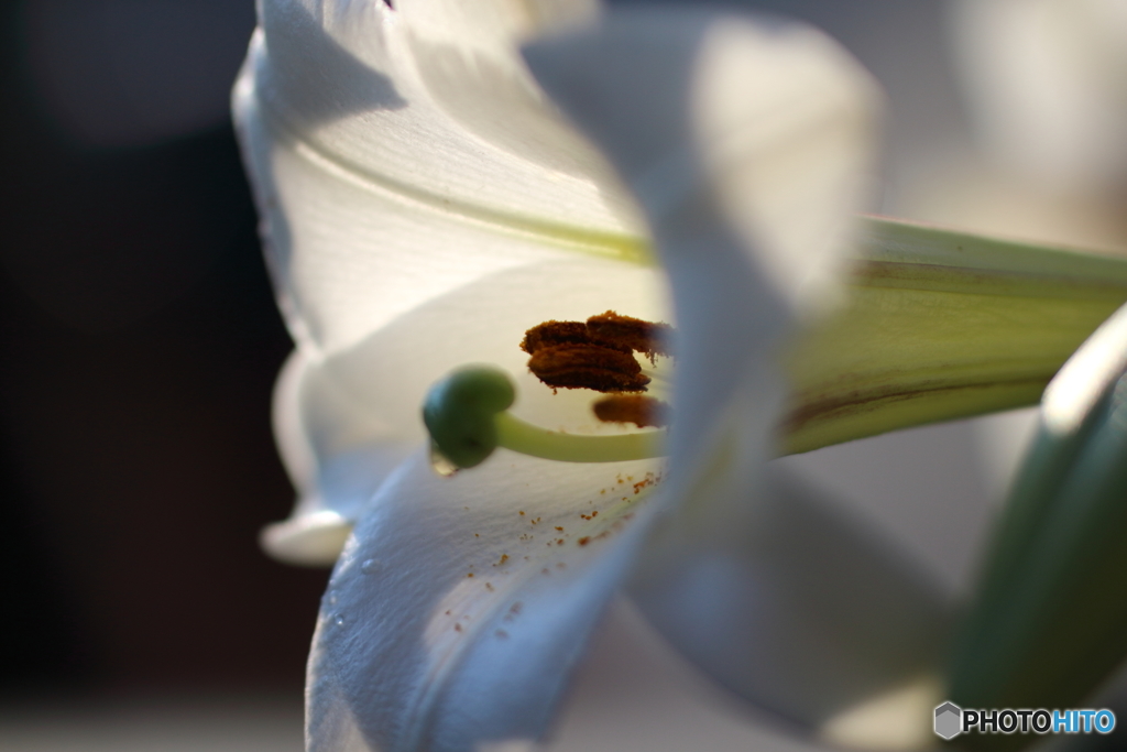 街の花