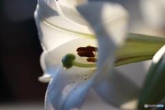 街の花