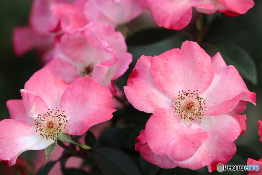 園の花