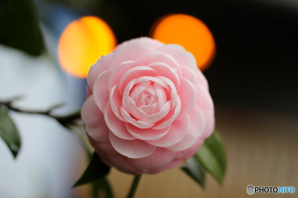 街の花