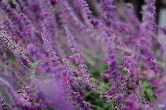 街の花