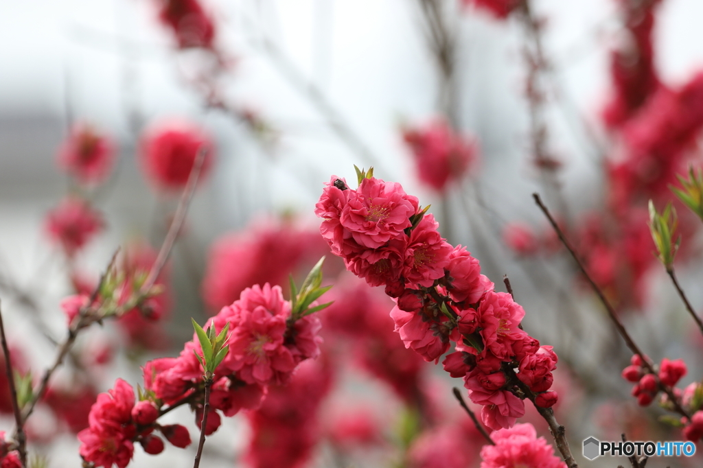 街の花