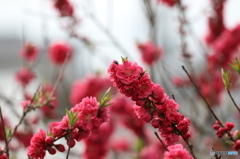 街の花