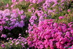 街の花