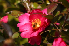 街の花