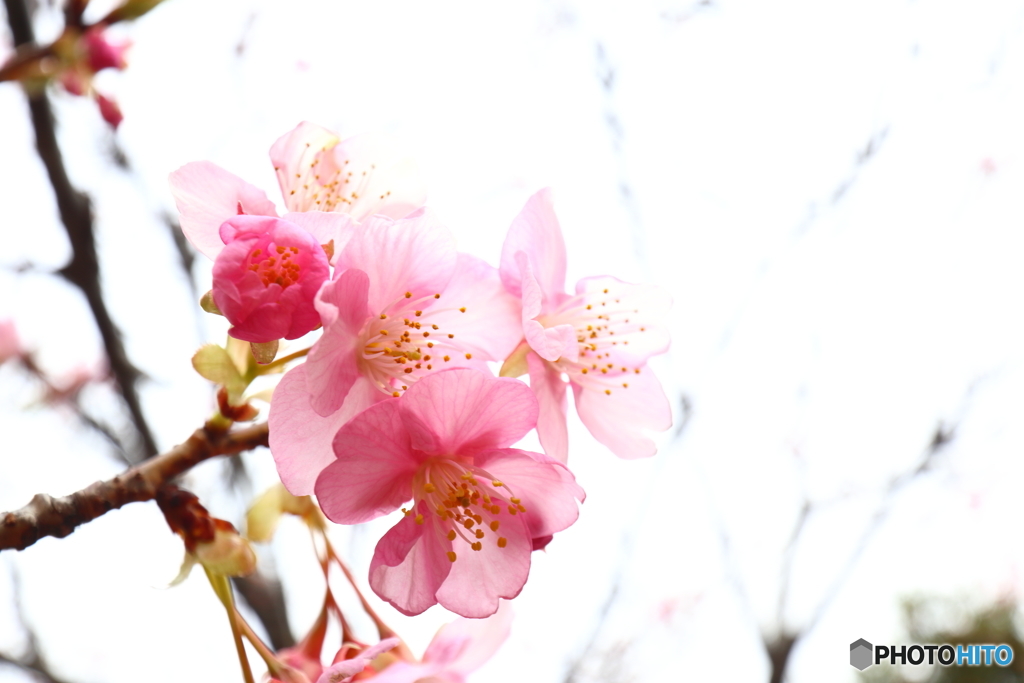 街の花