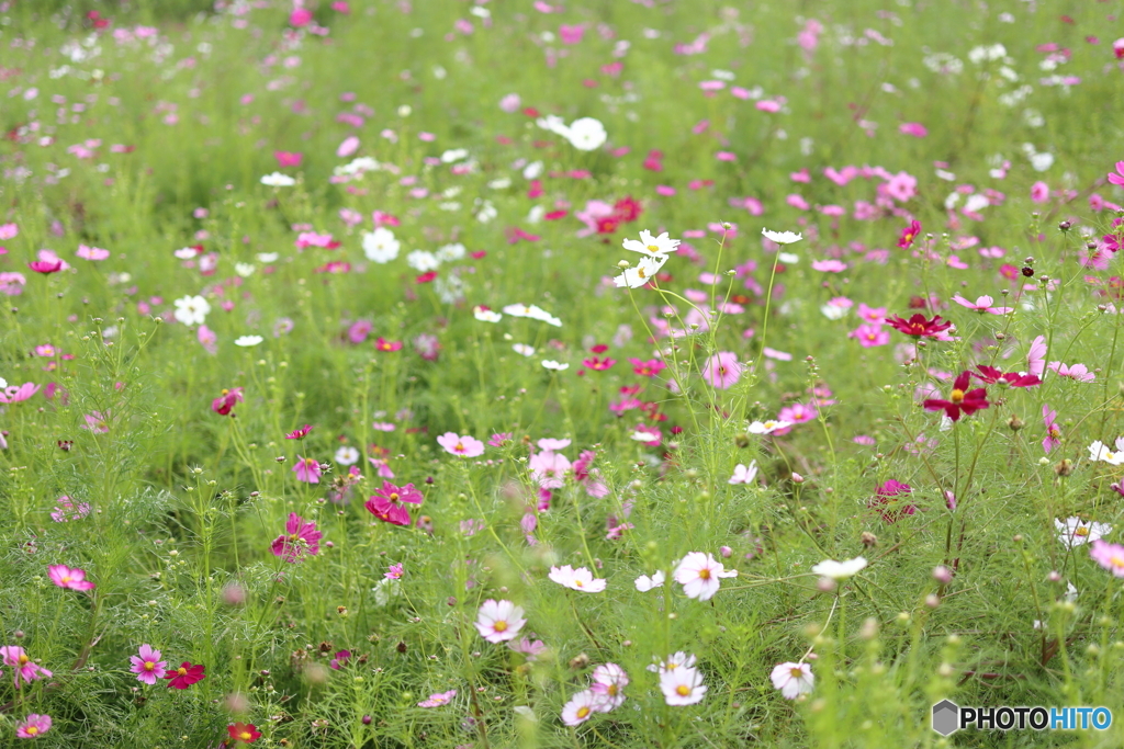 コスモス畑