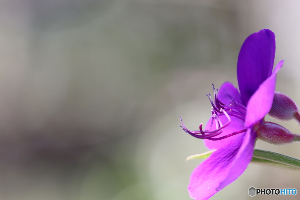 街の花