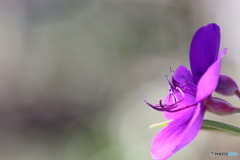 街の花