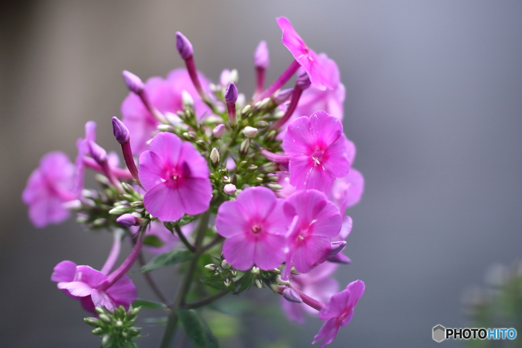 街の花