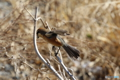 野鳥