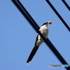 野鳥