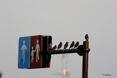野鳥