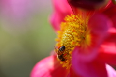 街の花
