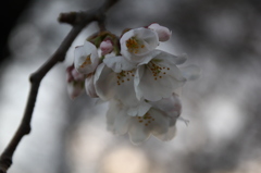 遊歩道の花